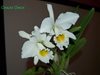 Cattleya gaskelliana var alba